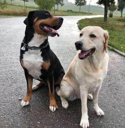 Bester Freund, Hundekumpel - zeigt her!-Beitrag-Bild