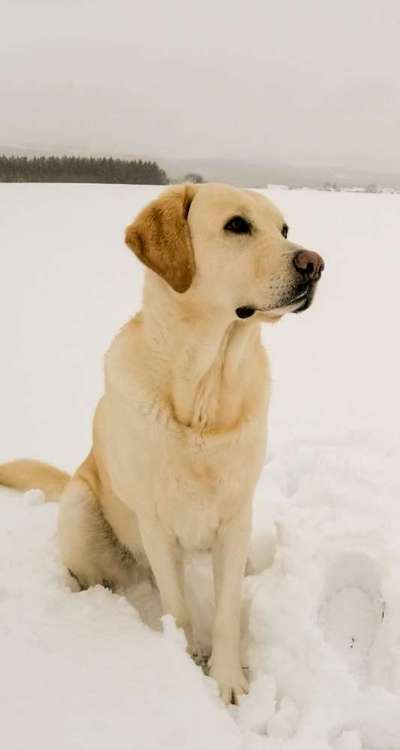 Die Dogorama Kalender Challenge Teil 2/4-Beitrag-Bild