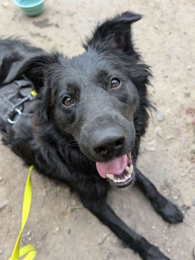 Hundetreffen-Spazieren und Spielen bei Ehrenkirchen 🐶❤️-Bild