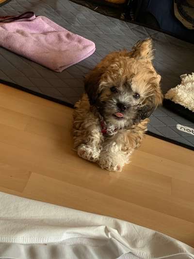 Welpen Bilder !-Beitrag-Bild