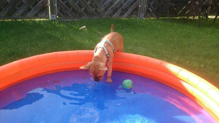 Dogorama-Monats-Challenge-Mai "Wasser"-Beitrag-Bild