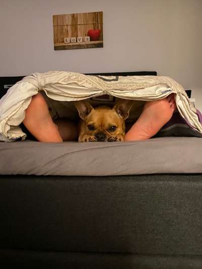 Darf der Hund bei Euch im Bett schlafen?-Beitrag-Bild