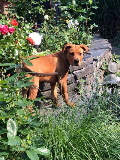 Die Dogorama Monats Challenge "Es grünt und blüht"-Beitrag-Bild