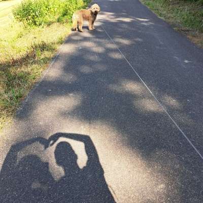 Hundetreffen-Spaziergänge