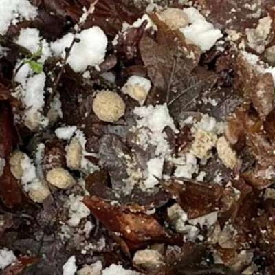 Giftköder-Giftköder-Bild