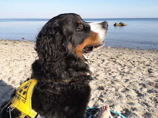 Foto's und Hundemodels-Beitrag-Bild