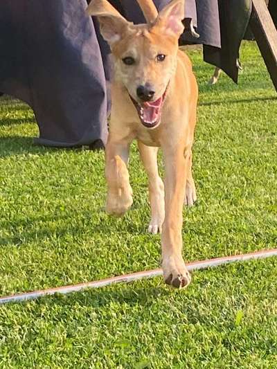 Welpen Bilder !-Beitrag-Bild