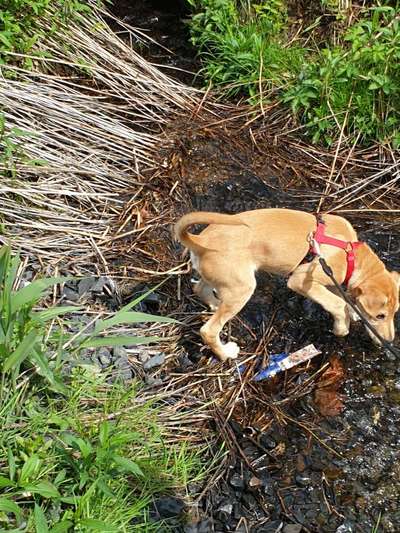 Dogorama-Monats-Challenge-Mai "Wasser"-Beitrag-Bild