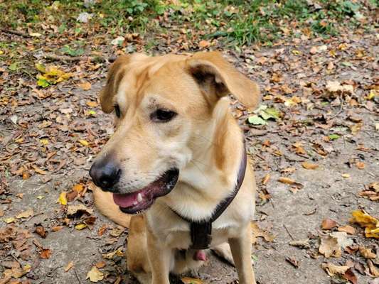 Mischlingshunde Foto Aufruf-Beitrag-Bild