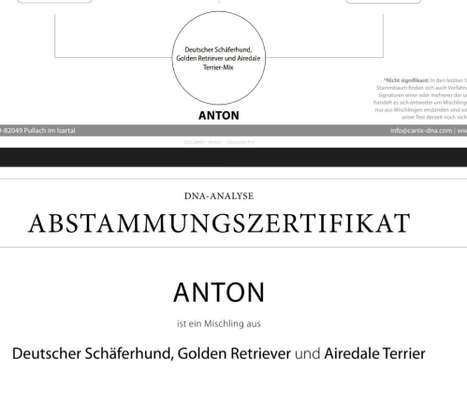 Mischlingshunde Foto Aufruf-Beitrag-Bild