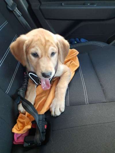 Welpen Bilder !-Beitrag-Bild