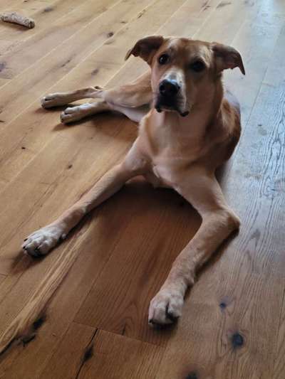 Schäferhund-Beitrag-Bild