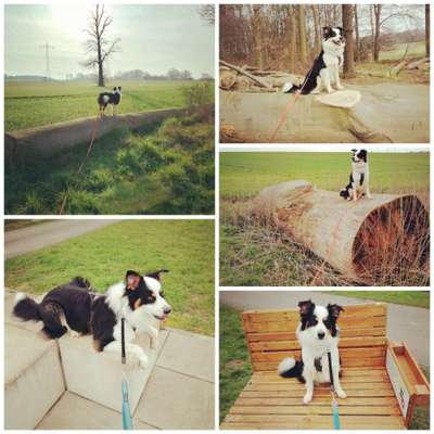 31. Collagen Challenge - Bänke/ Steine /Baumstümpfe-Beitrag-Bild