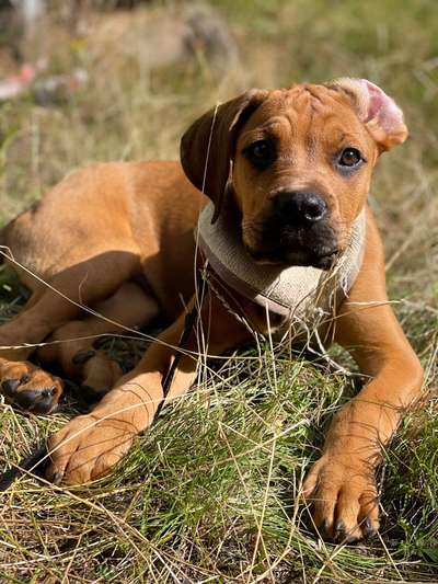 Hundetreffen-Welpe sucht Spielgefährten-Bild