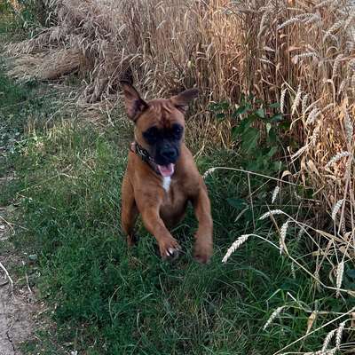 Hundetreffen-Gassirunde und spielen-Bild