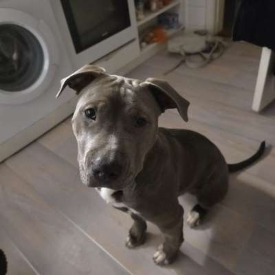 Hundetreffen-Raufkompanen für Junghund gesucht-Bild