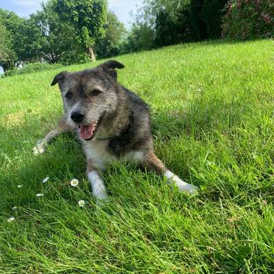 Hundetreffen-neue Spielkameraden gesucht🤗