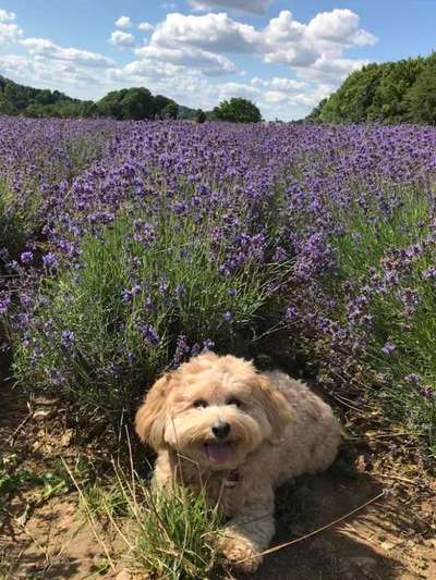 Die Dogorama Monats Challenge "Es grünt und blüht"-Beitrag-Bild