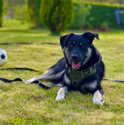 Hundetreffen-Hundetreffen in Holzweißig und Umgebung-Bild