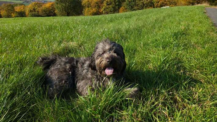 Hundetreffen-Spaziergang in Lemgo-Bild