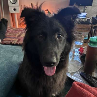 Hundetreffen-Social walks und Hundekumpel gesucht-Bild