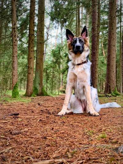 Hundetreffen-Spieltreffen in Pirkensee-Bild