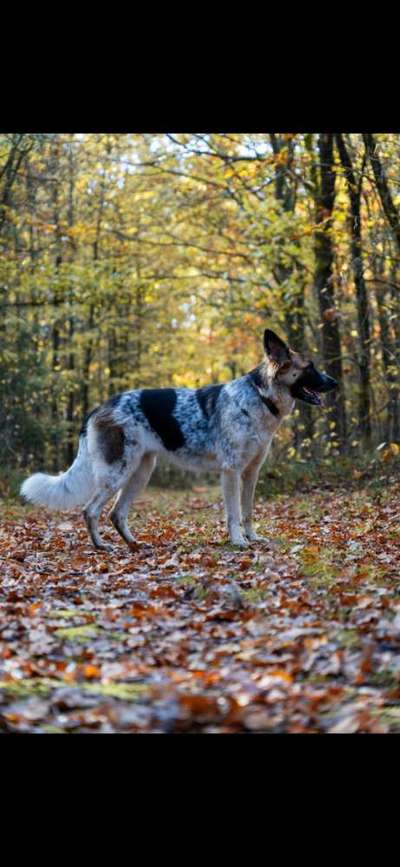 Hundetreffen-Gassi und Spieletreff-Bild