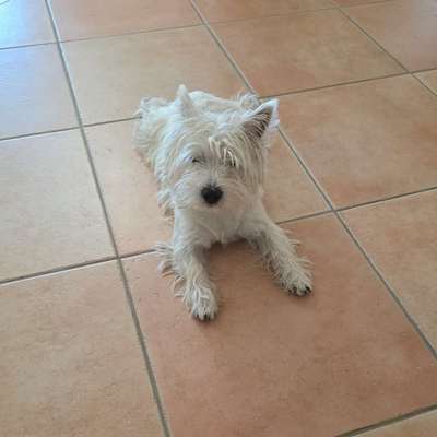 Hundetreffen-Westie-Treffen