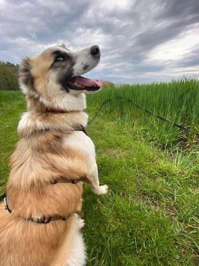 Zeichnungen eurer Hunde-Beitrag-Bild