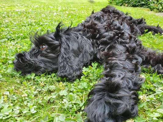 Die Dogorama Monats Challenge "Es grünt und blüht"-Beitrag-Bild