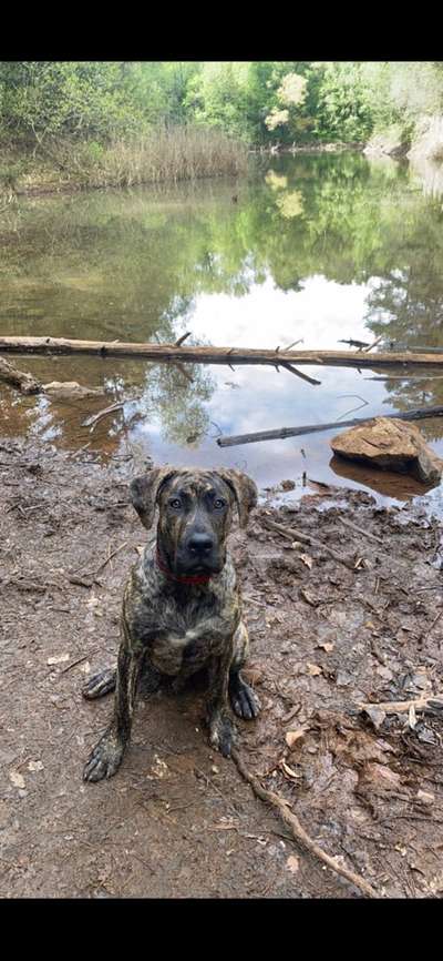 Hundetreffen-Neue Hunde kennenlernen-Bild