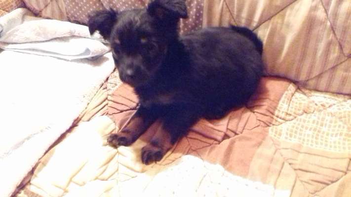 Welpen Bilder !-Beitrag-Bild