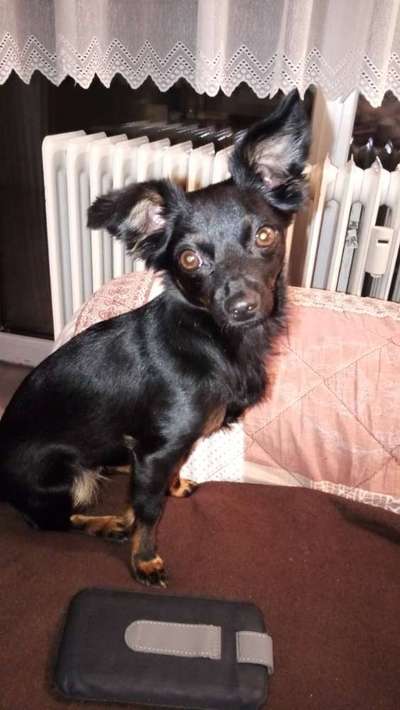 Welpen Bilder !-Beitrag-Bild