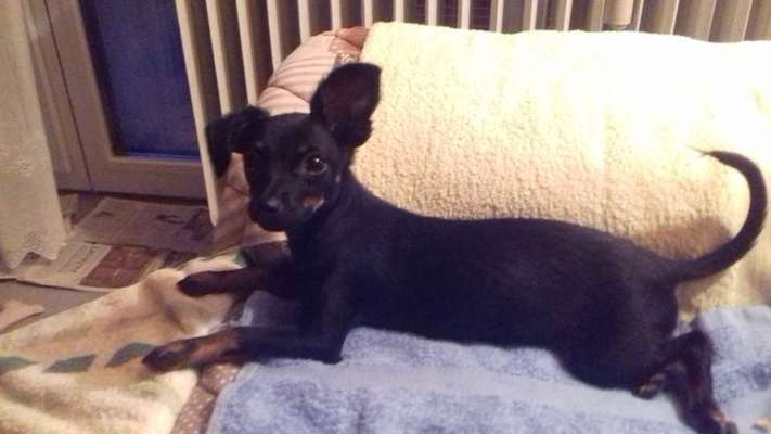 Tierschutzhund ist meine Lieblingsrasse-Beitrag-Bild