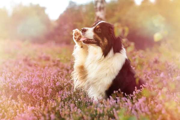 Fotochallenge No. 26                                     Wald und Wiese-Beitrag-Bild