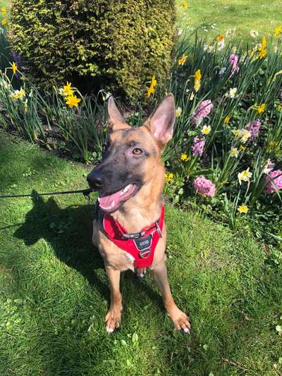 Auslandstierschutz-Beitrag-Bild