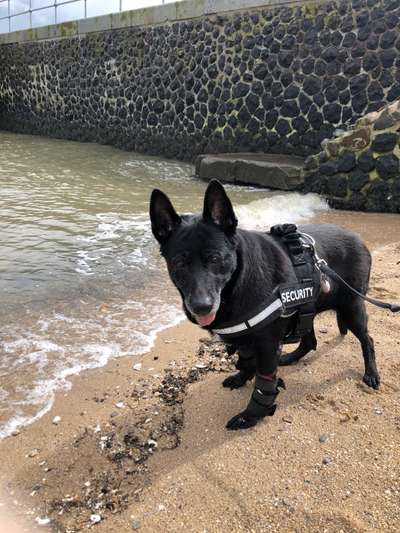 Schäferhund-Beitrag-Bild