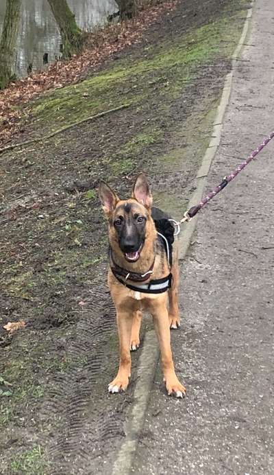 Deutsche Schäferhunde, Belgische Schäferhunde.-Beitrag-Bild