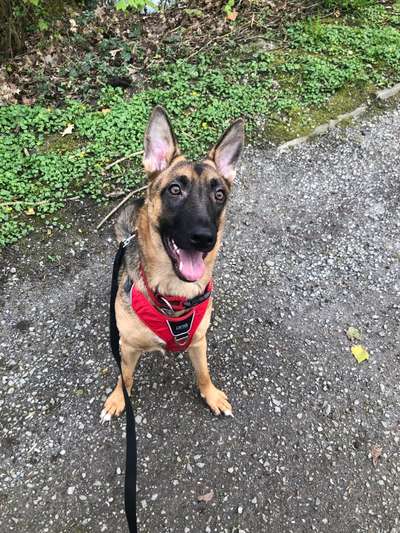 Hund aus dem Spanischen Tierschutz-Beitrag-Bild