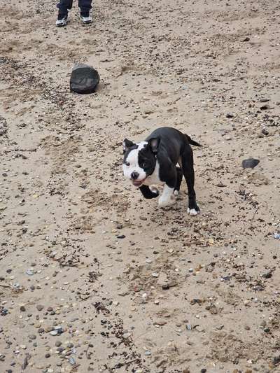 Fotowettbewerb ,,mein gruseliger Hund"-Beitrag-Bild