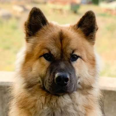 Fotochallange Nr. 57     PORTRÄT.   Beendet!!!!!!!!-Beitrag-Bild