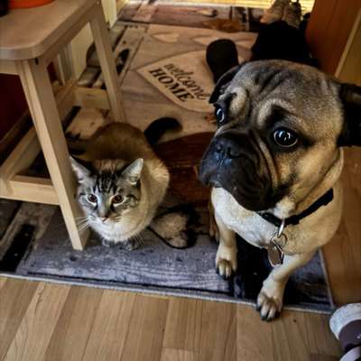 Hundetreffen-Spielrunde im Adlershofer Wald. Gerne Bulldoggen.