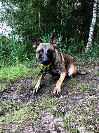 Dogorama-Monats-Challenge-Mai "Wasser"-Beitrag-Bild