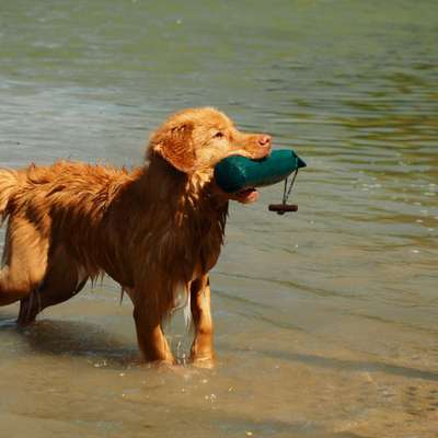 Hundetreffen-We love to retrieve-Bild