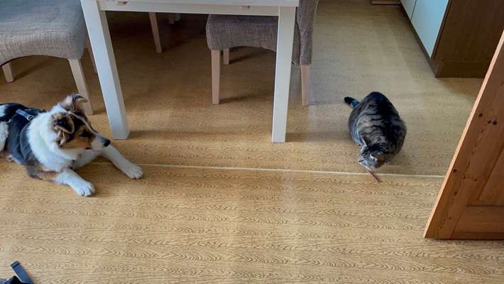 Hund und Katz Momente-Beitrag-Bild