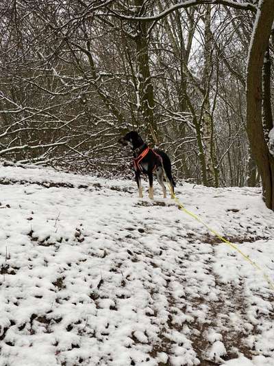 Die Dogorama Kalender Challenge Teil 2/4-Beitrag-Bild