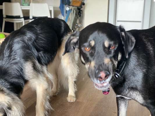 Fotochallange Nr. 6 Die irrsten Blicke-Beitrag-Bild