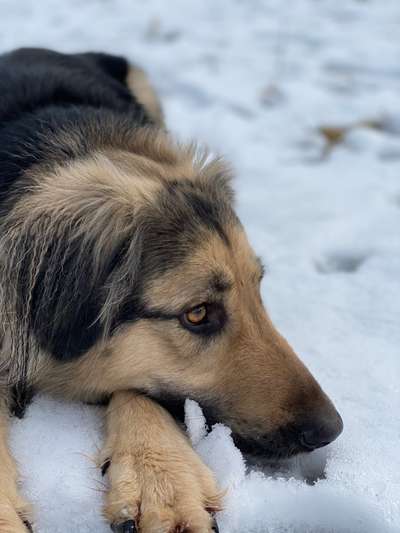 Schönsten Schnee Videos/Bilder-Beitrag-Bild