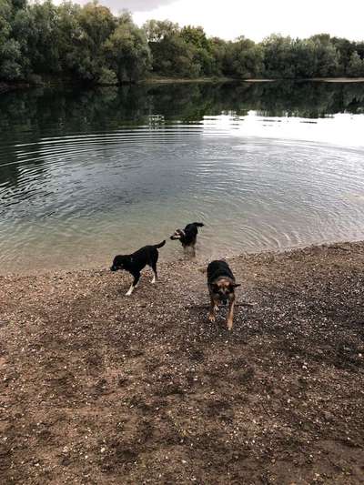 Bester Freund, Hundekumpel - zeigt her!-Beitrag-Bild