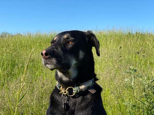 Die Dogorama Monats Challenge "Es grünt und blüht"-Beitrag-Bild